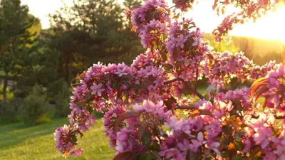 a bunch of purple flowers on a tree at Apartament Podskalański in Szyce