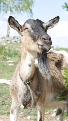 a goat is standing in a field at Całorocznik Skała & Apartamenty in Ryczów
