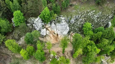 an overhead view of a tree in a forest at Całorocznik Skała & Apartamenty in Ryczów