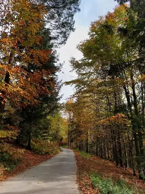 a road in the middle of a forest with trees at Dom przy lesie in Zawadka