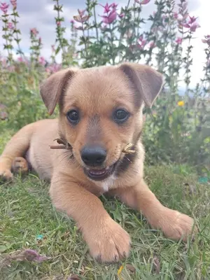 a small brown puppy laying on the grass at Dom przy lesie in Zawadka