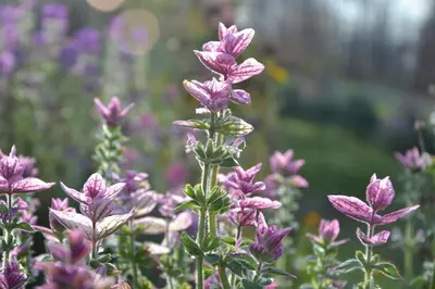 a bunch of purple flowers in a garden at Dom przy lesie in Zawadka