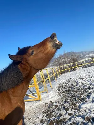 a horse standing next to a fence in the snow at KOŃSKA GÓRKA Agroturystyka in Rabka