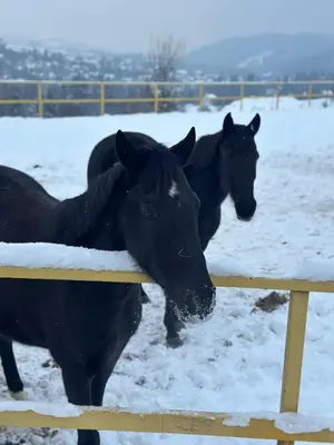 three black horses standing behind a fence in the snow at KOŃSKA GÓRKA Agroturystyka in Rabka