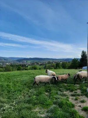 a group of sheep grazing in a field at KOŃSKA GÓRKA Agroturystyka in Rabka