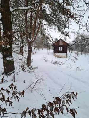 a small wooden house in the snow with trees at Morowo chałupa in Czchów