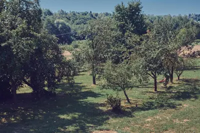 a group of trees in a field with grass at WieliczkaHome 1st floor + garden + parking in Wieliczka