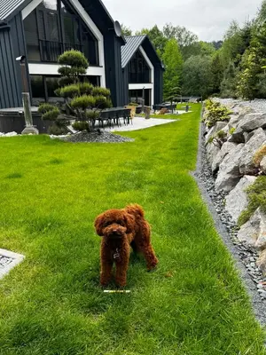a brown dog standing in the grass near a building at Babiogórskie Stodoły in Zawoja
