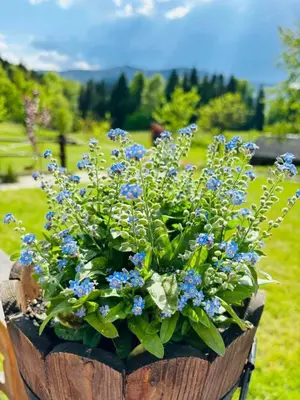 a wooden planter with blue flowers in a garden at Oskarówka domek w górach na odludziu z jacuzzi i sauną - kominek i Netflix in Szczawa