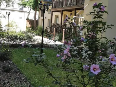a bush with pink flowers in front of a house at CHILLOUT APARTMENT SAREGO in Kraków