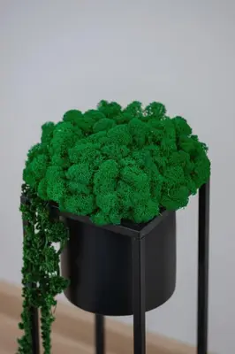 a black plant pot filled with green moss at Bunscha Apartment Dębniki Cracow by Noclegi Renters in Kraków