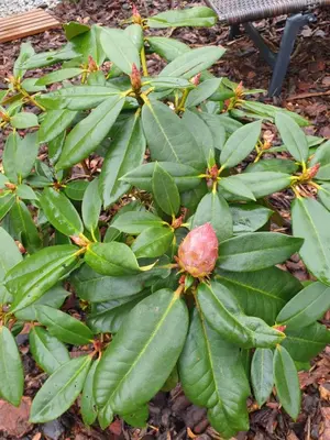 a plant with green leaves and a pink flower at Chata Panorama in Stróża