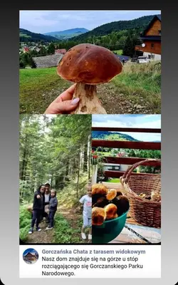a collage of two pictures of a mushroom at Gorczańska Chata z tarasem widokowym in Poręba Wielka