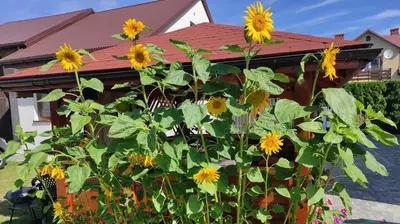 a bunch of sunflowers in front of a house at Apartament Kristel Zator in Podolsze