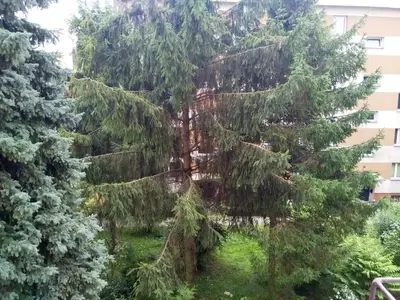 a large tree in front of a building at U Cioci in Kraków