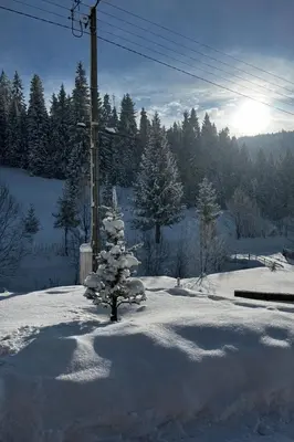a snow covered tree in the middle of a yard at ObidovaGorce in Obidowa