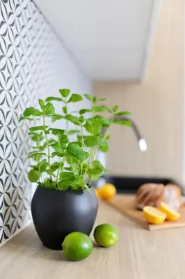 a plant in a black vase on a counter with limes at Apartamenty Meiera in Kraków