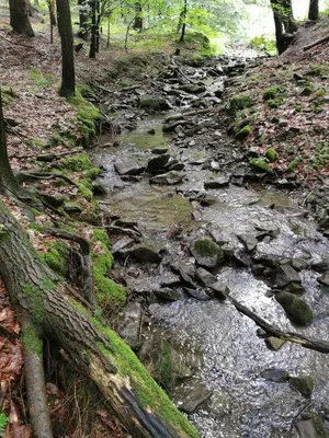 a stream in the woods with rocks and trees at Mucharskie Stodoły Stodoła I - Garden Spa in Jaszczurowa