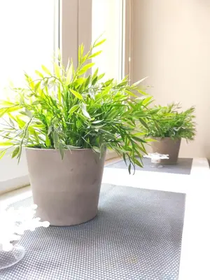 two potted plants sitting on a window sill at Józefa 2 by Homeprime in Kraków
