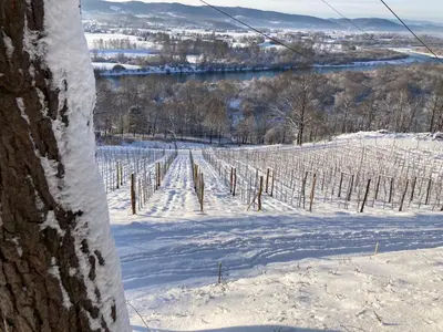 a view of a vineyard in the snow at Domki Na Winnicy - Winnica Talaska in Melsztyn