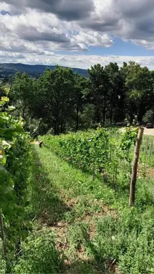 a field of vines with trees in the background at Domki Na Winnicy - Winnica Talaska in Melsztyn