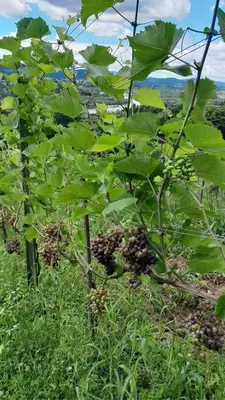 a bunch of green plants on top of a hill at Domki Na Winnicy - Winnica Talaska in Melsztyn