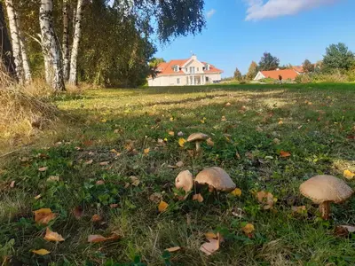 a group of mushrooms in the grass in front of a house at Rezydencja Pod Platanem in Smardzowice