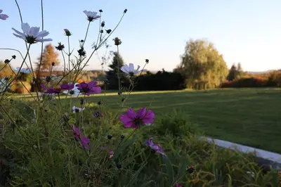 a bunch of flowers in a field with a park at Rezydencja Pod Platanem in Smardzowice