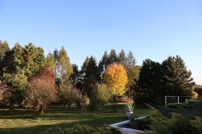 a park with trees with autumn leaves at Rezydencja Pod Platanem in Smardzowice